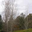 Nature Trees