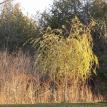 Nature Trees